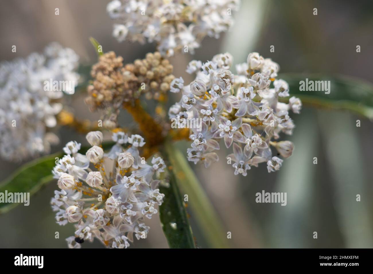 White flowering cymose umbel inflorescence of Asclepias Fascicularis, Apocynaceae, native perennial herb in the San Gabriel Mountains, Summer. Stock Photo