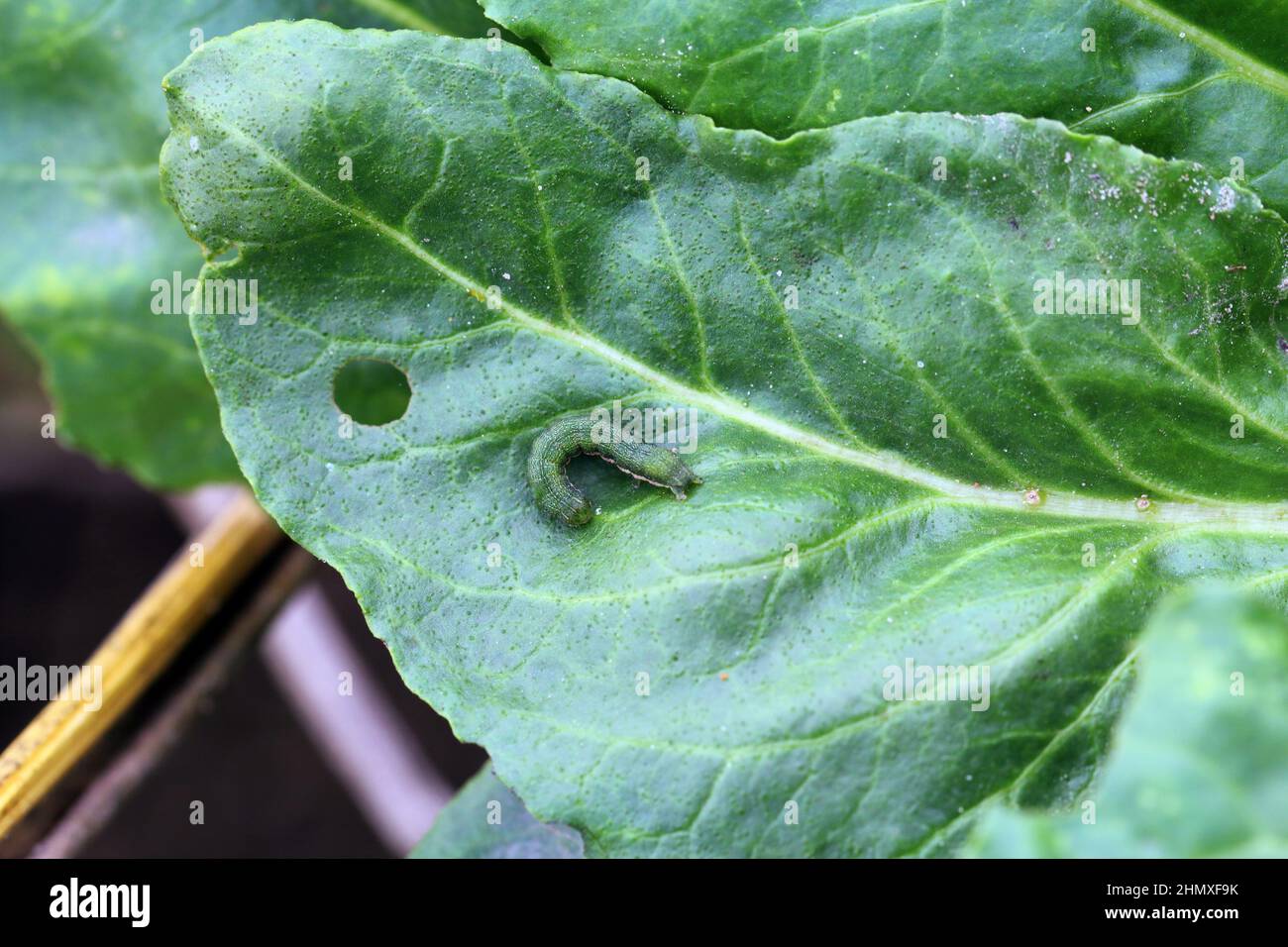 Young caterpillar of the cabbage moth (Mamestra brassicae) on a sugar beet leaf. Stock Photo