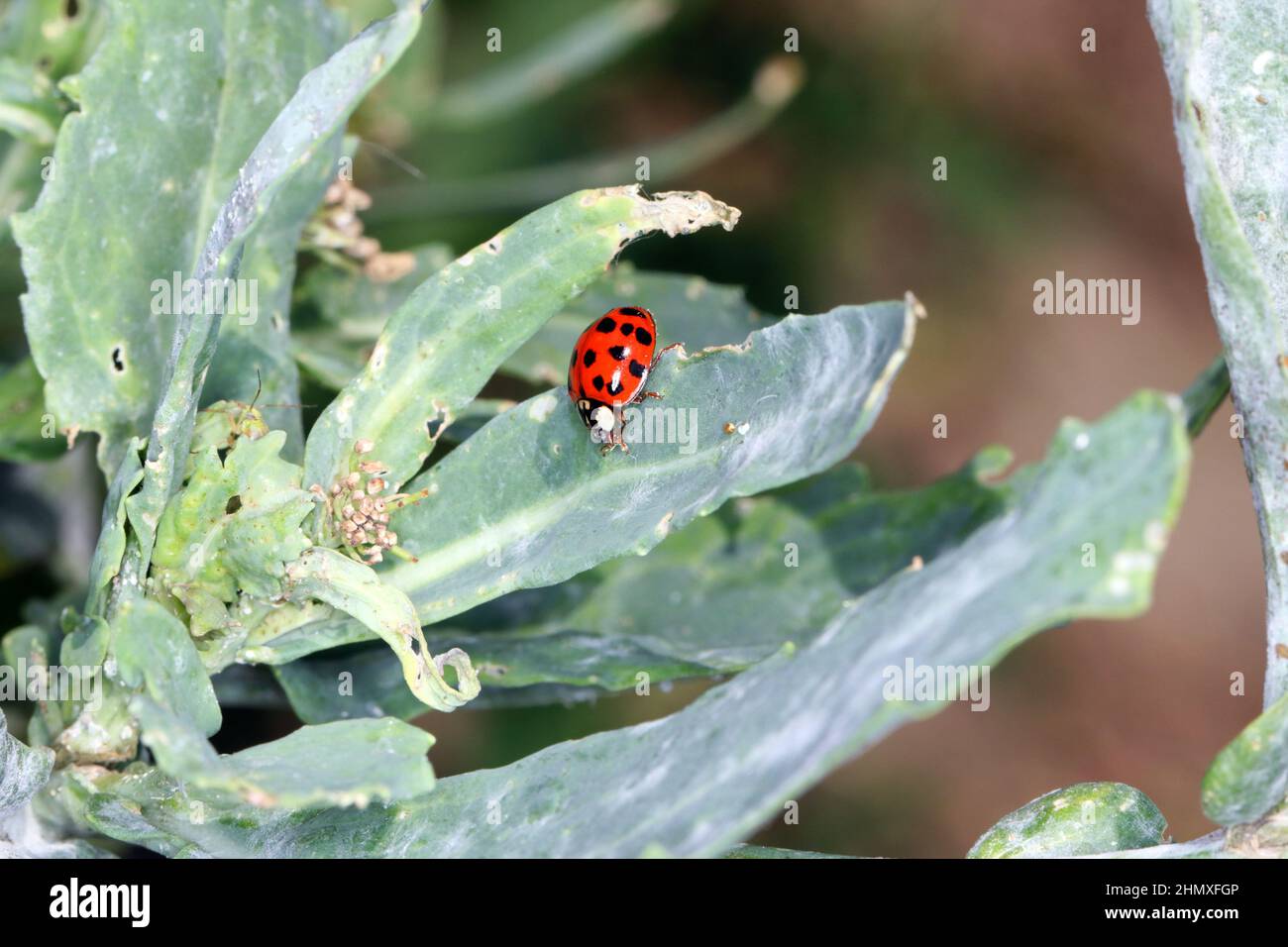 A closeup of the multicoloured Asian Ladybird  Ladybug (Harmonia axyridis) on green plants. Stock Photo