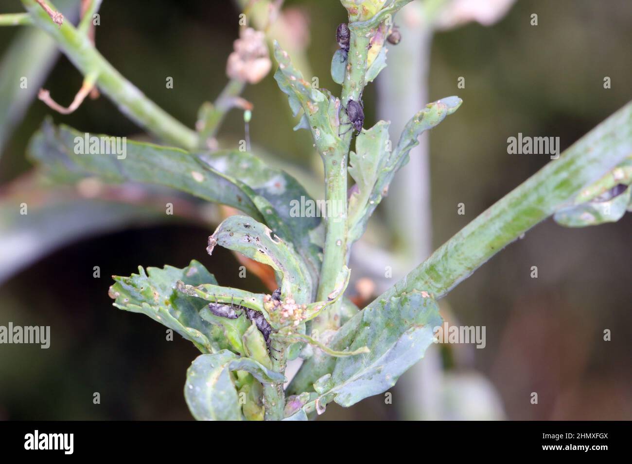 The cabbage seed pod weevil, Ceutorhynchus obstrictus (formerly called