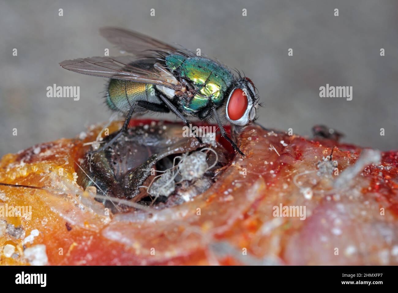 A fly on a dead fish. High magnification. Macro photo. Stock Photo