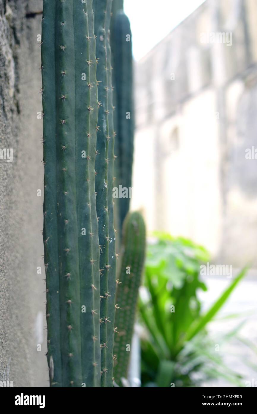 san pedro cactus, Succulent plant Stock Photo - Alamy