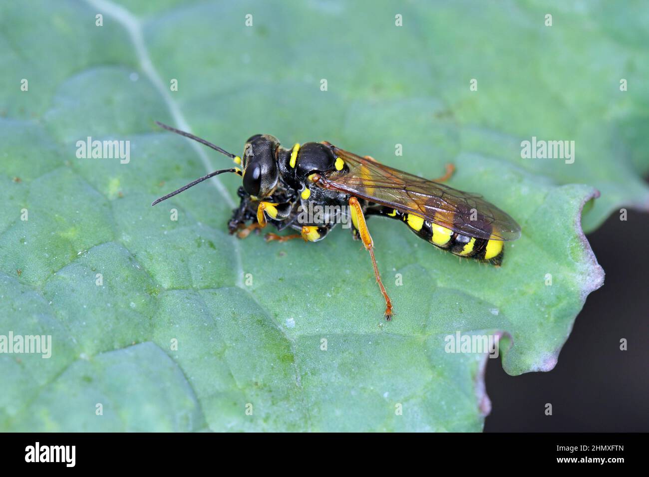 A wild wasp with a hunted insect. Stock Photo