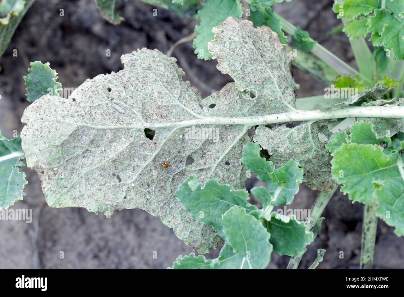 A turnip leaf heavily damaged by whitefly. The entire underside of the leaf is covered with insects. Stock Photo