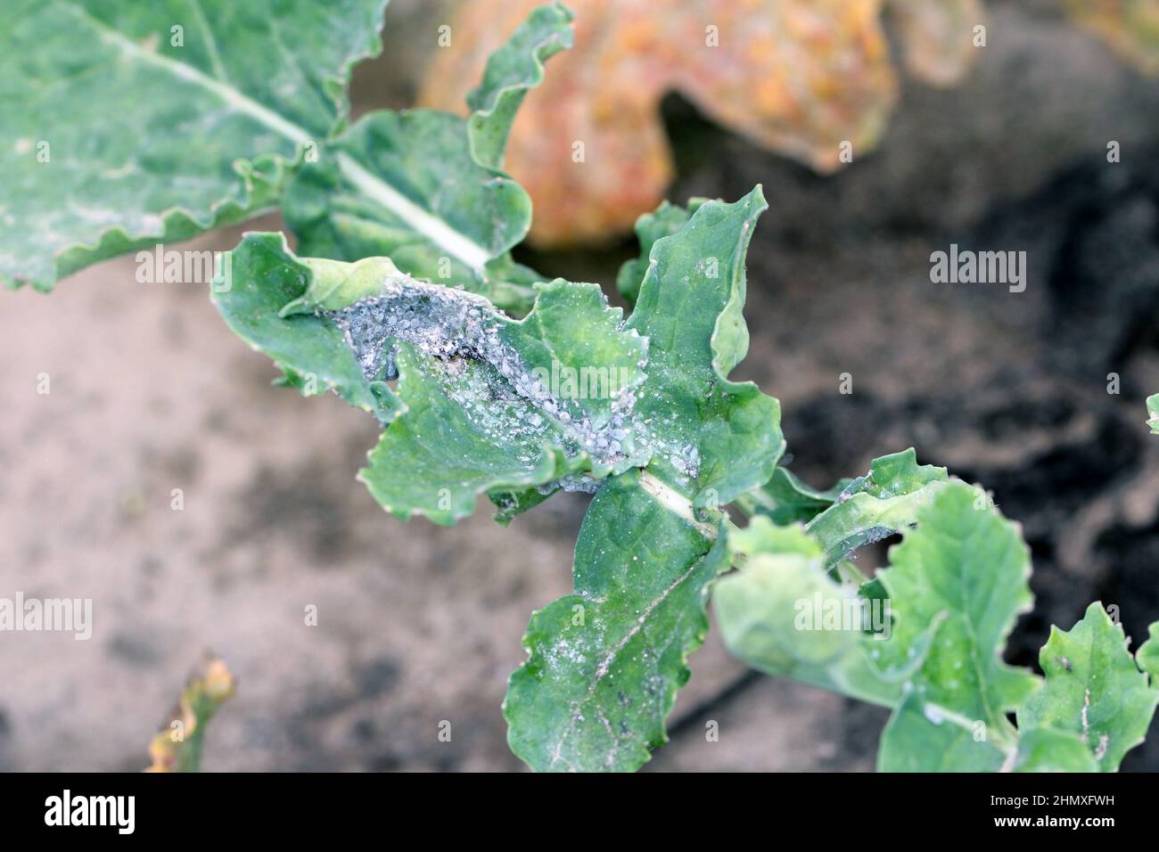 Brevicoryne brassicae collony, commonly known as the cabbage aphid or cabbage aphis or mealy