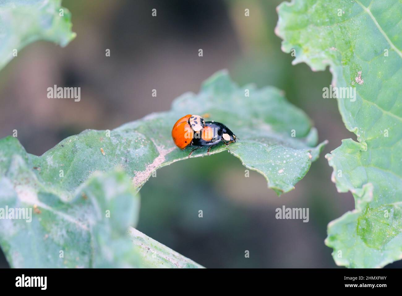 A closeup of the multicoloured Asian Ladybird  Ladybug (Harmonia axyridis) on green plants. Stock Photo