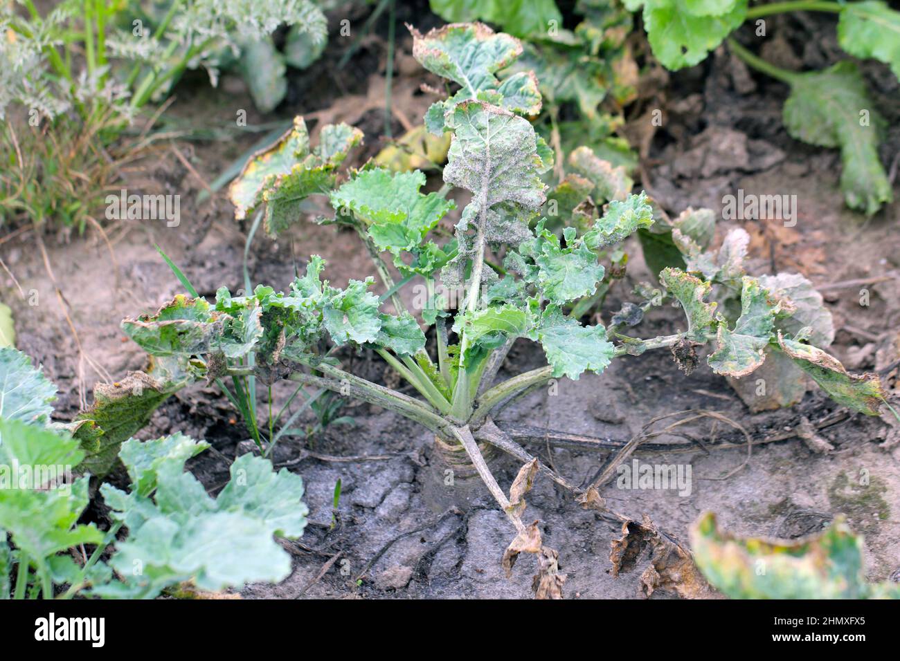 Turnips heavily injured by whiteflies. You can see honeydew on the soil surface under the plant. Stock Photo