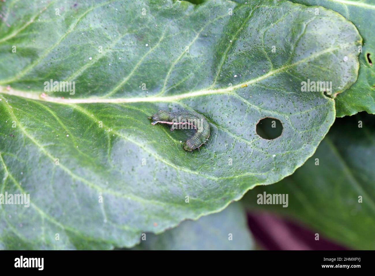 Young caterpillar of the cabbage moth (Mamestra brassicae) on a sugar beet leaf. Stock Photo