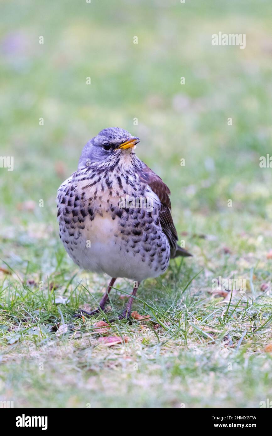 fieldfare [ Turdus pilaris ] on lawn Stock Photo - Alamy