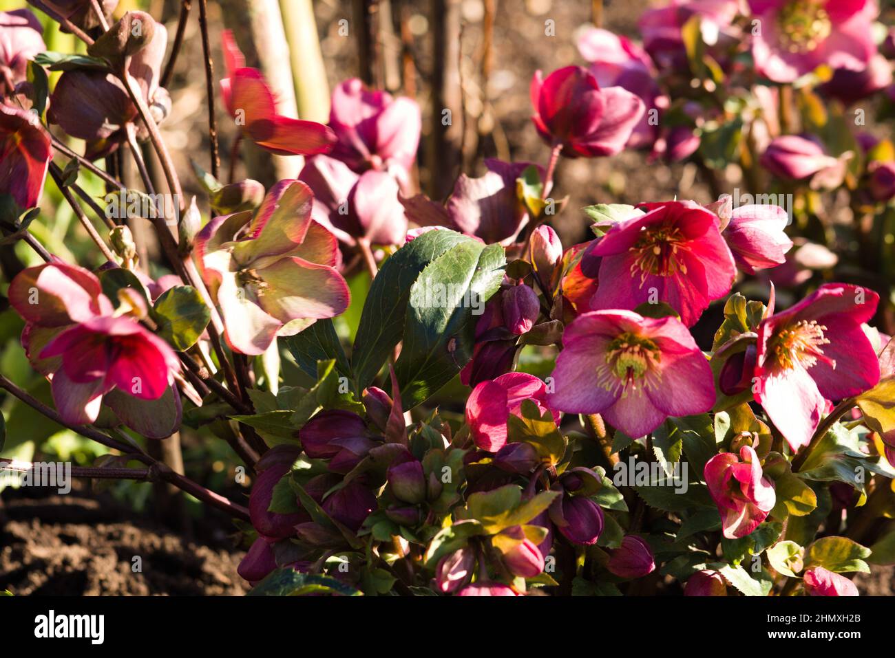 Hellebore Garden Plants Ice and Roses  ' Rosado'  / Helleborus x glandorfensis Stock Photo