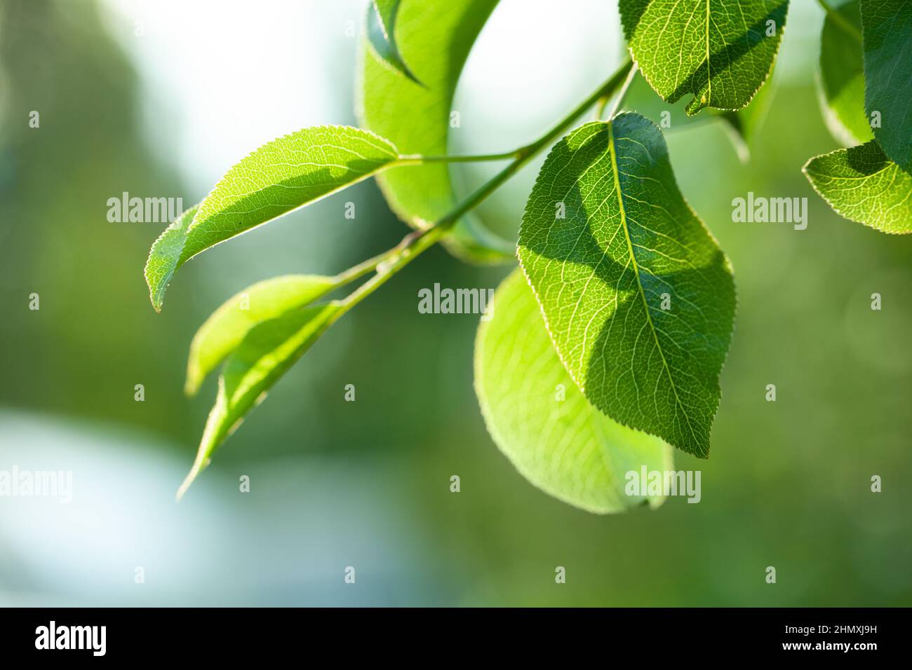 Summer background with green leaves Stock Photo - Alamy