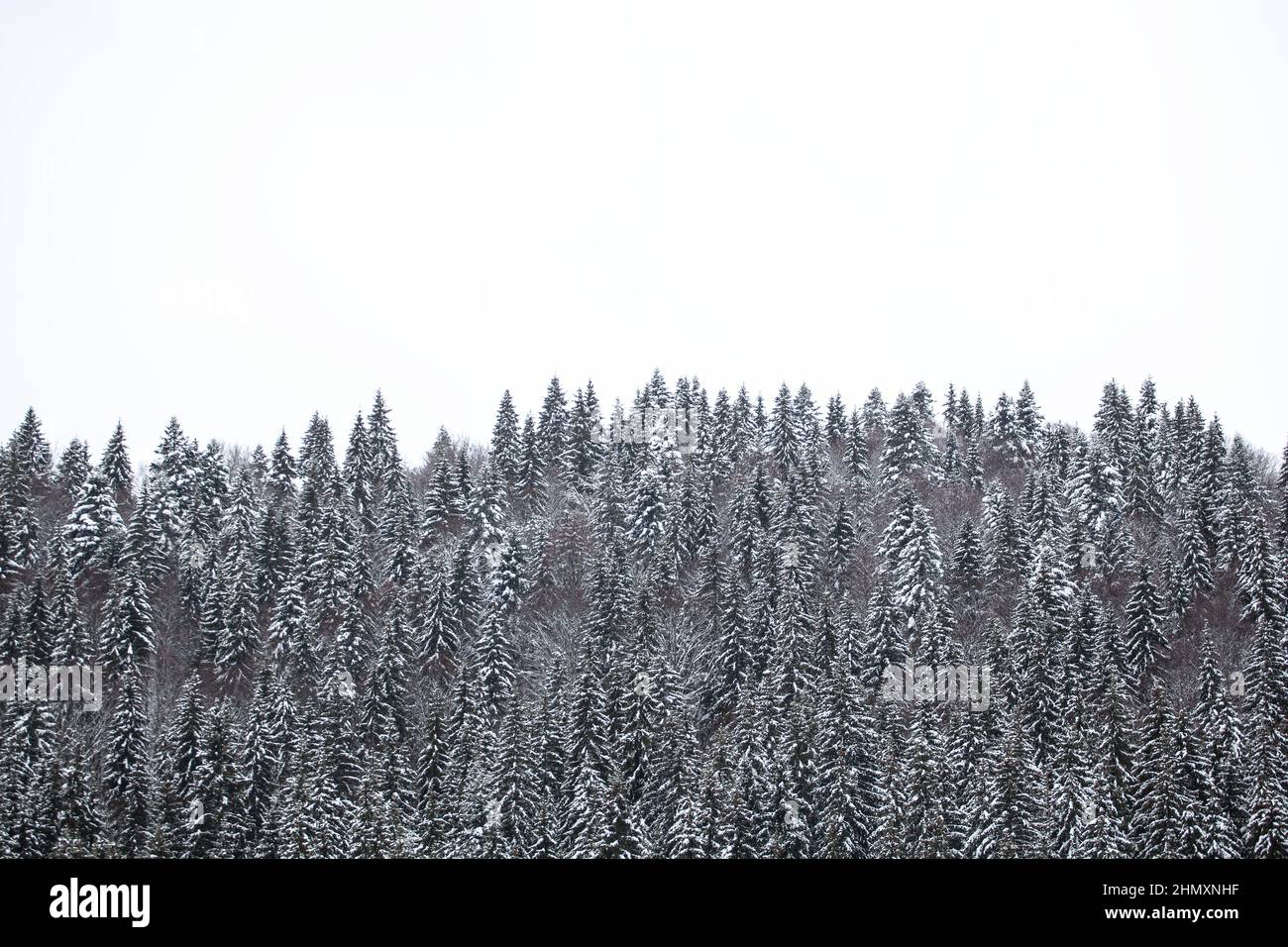 Pine trees covered with snow on the mountain slopes. Conifers in winter ...