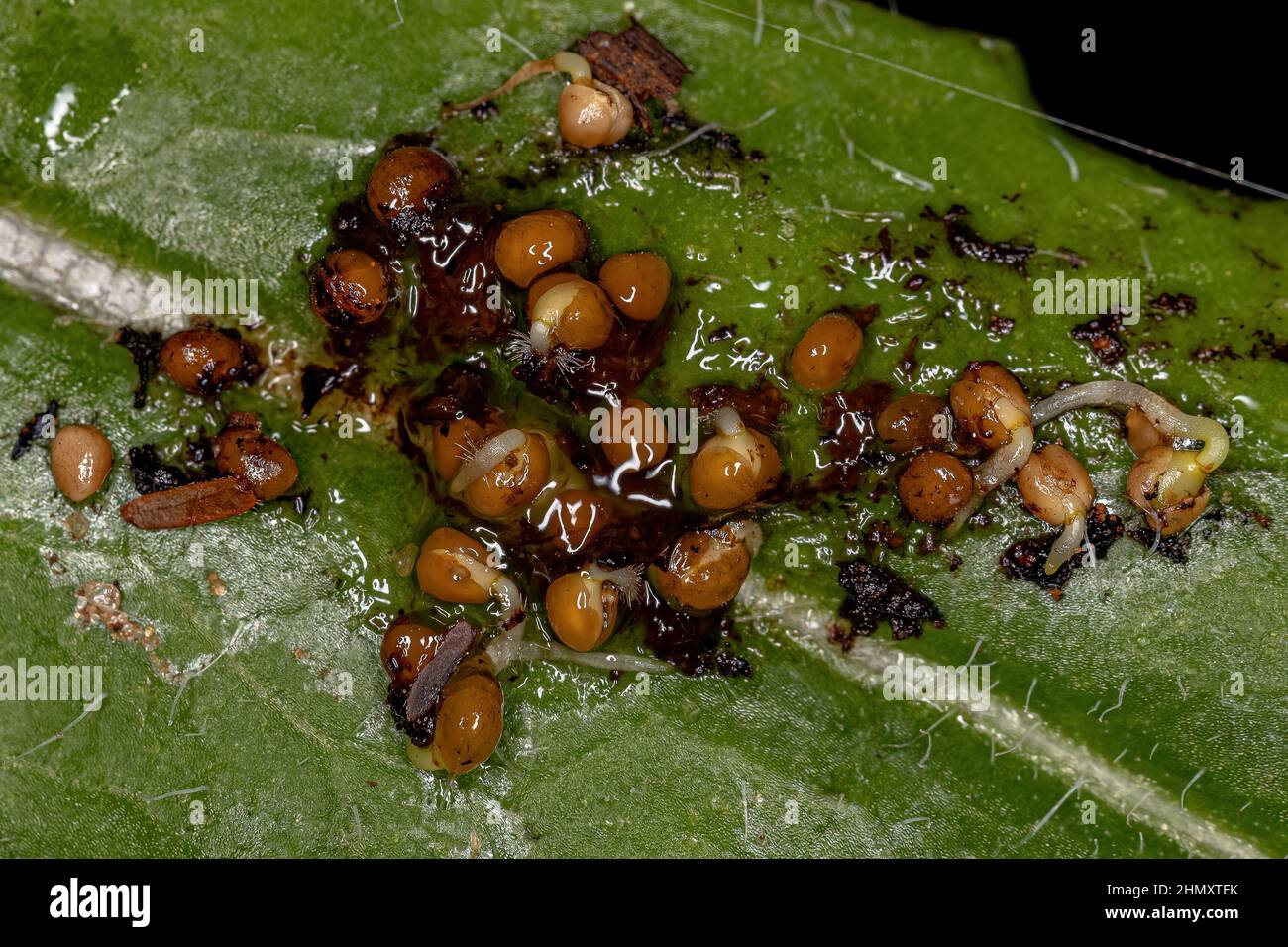 Small yellow seeds in gelatinous substance animal bat feces seed