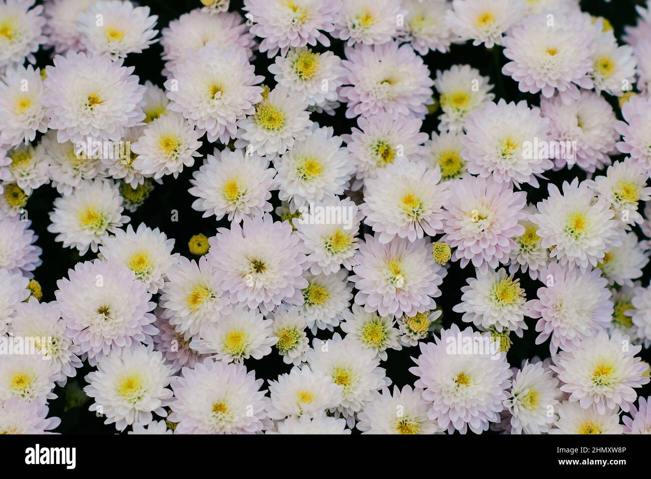 A Korean chrysanthemum flower with green leaves Stock Photo Alamy