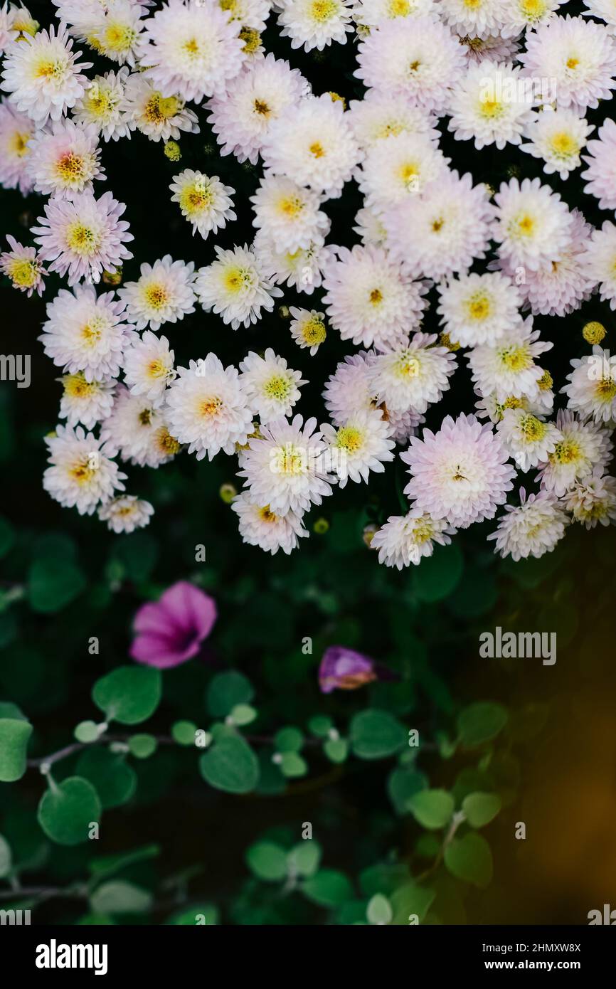 The Korean chrysanthemum flower with green leaves Stock Photo