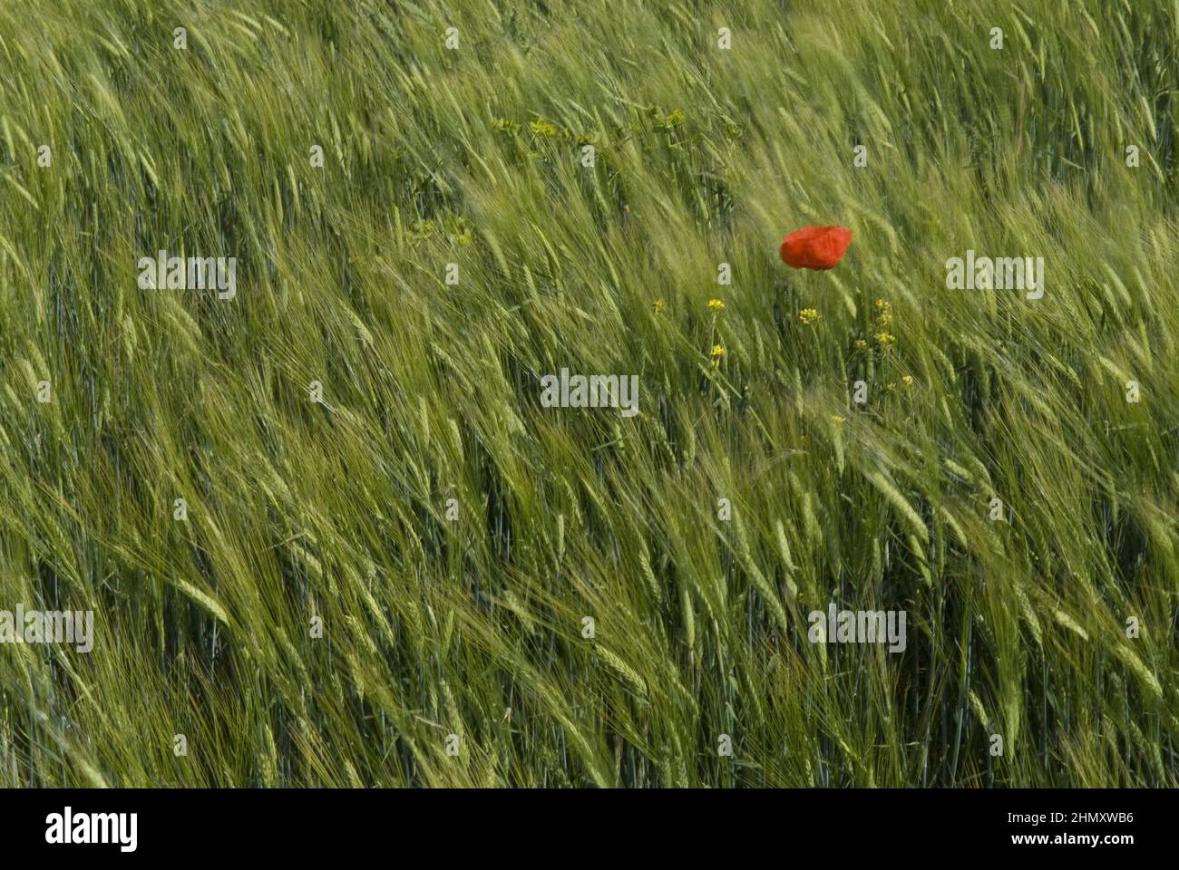 Lonely red poppy flower in the green grain field Stock Photo - Alamy