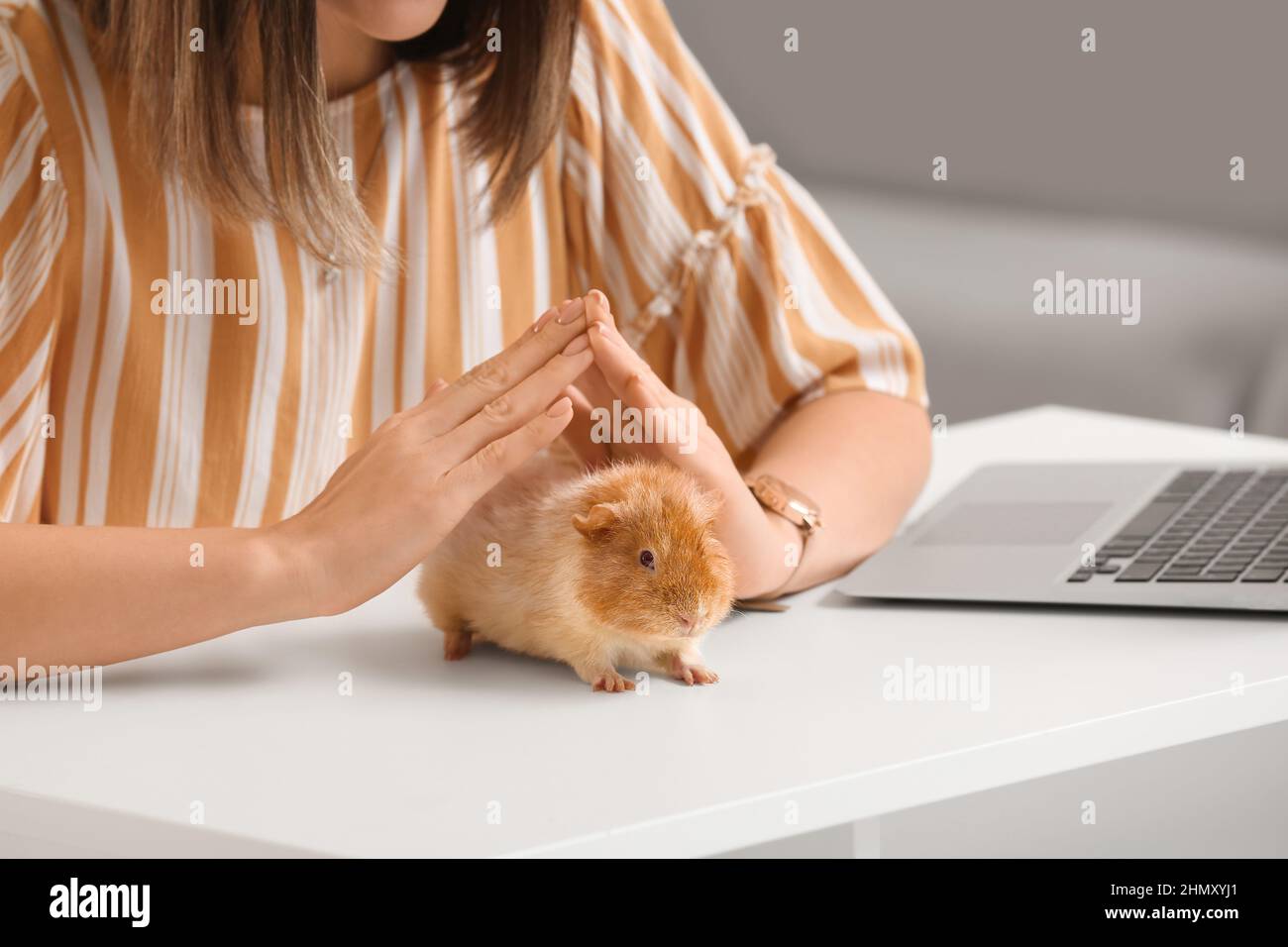Beautiful young woman with cute guinea pig at home, closeup Stock Photo