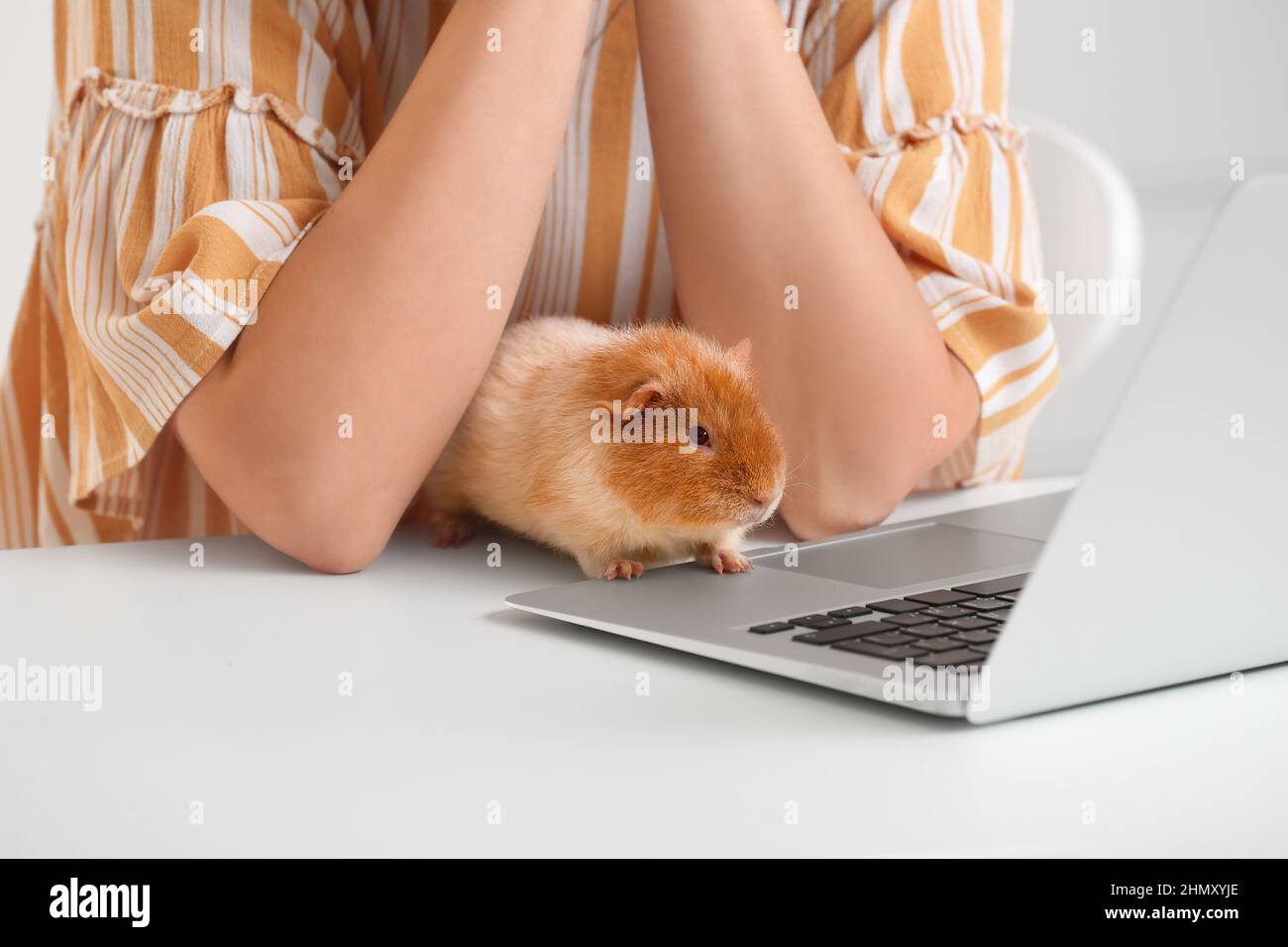 Beautiful young woman with cute guinea pig at home, closeup Stock Photo