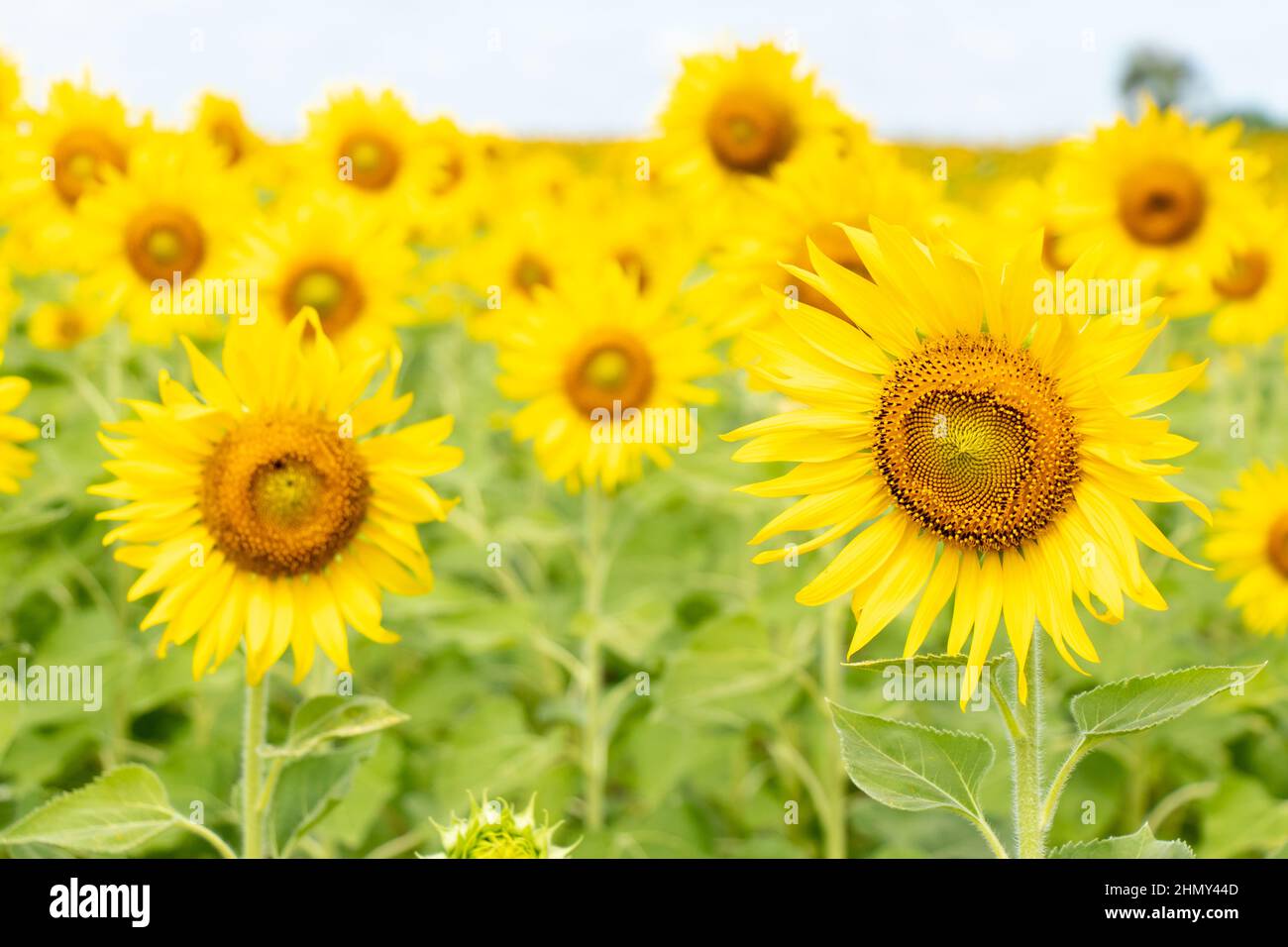 Beautiful yellow color sunflower with the blue sky background Stock Photo Alamy