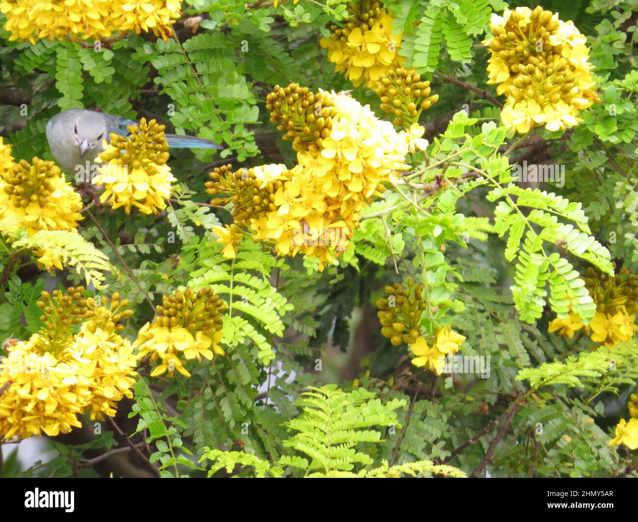 Sanhaço perched amid yellow flowers Stock Photo
