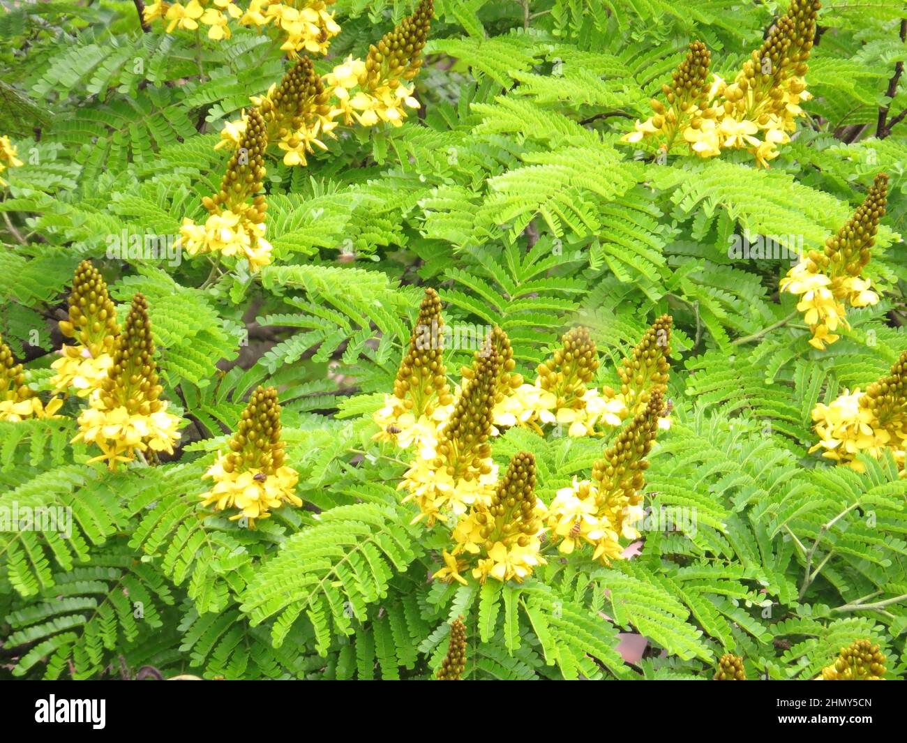 Tree with yellow flowers Stock Photo