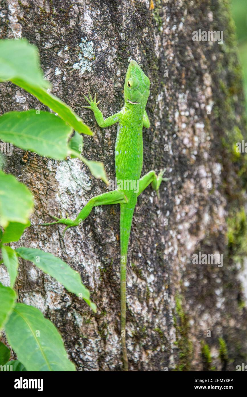 Common basilisk (Basiliscus basiliscus) lizard, Monteverde Cloud Forest Reserve, Costa Rica Stock Photo