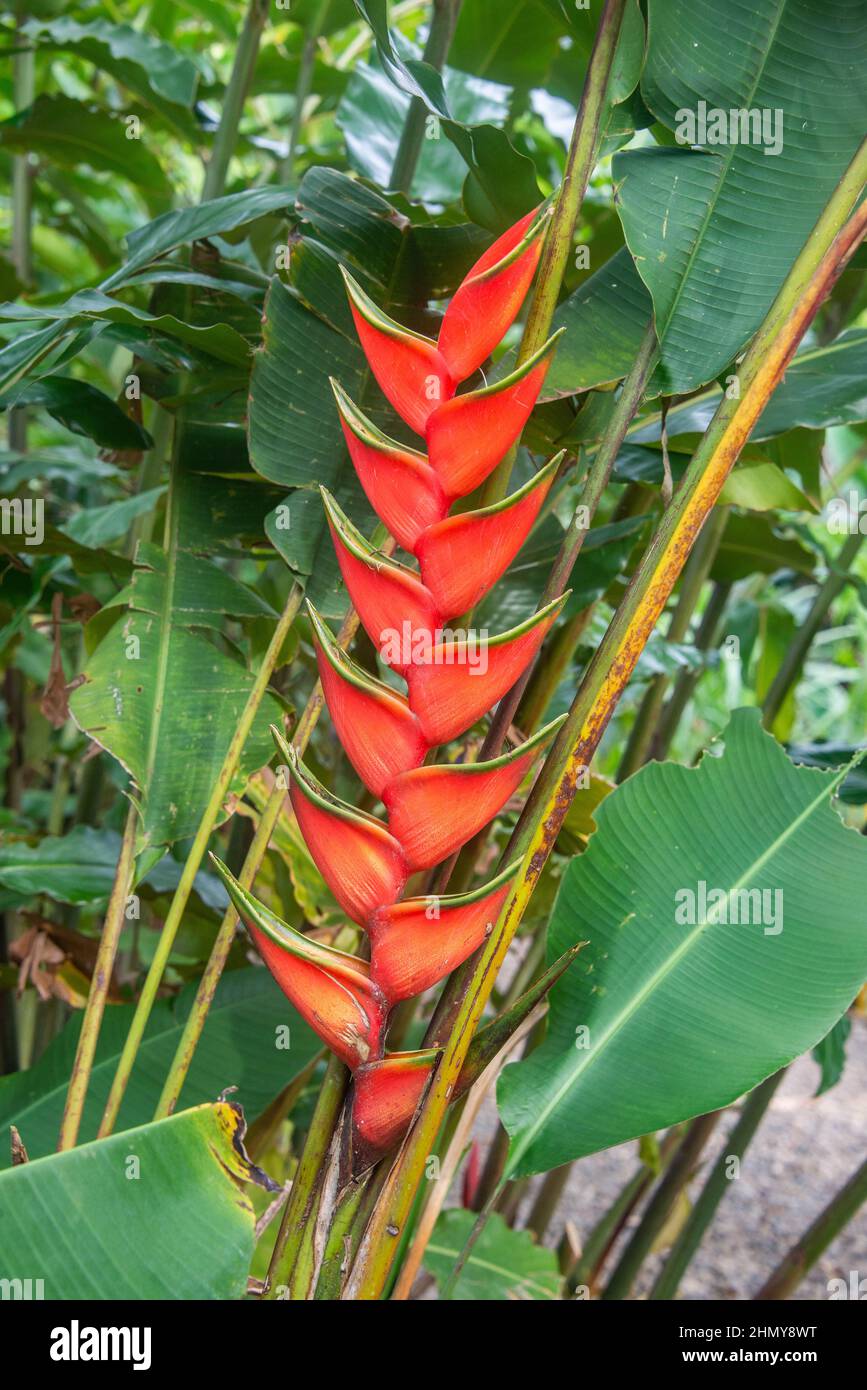 Heliconia bihai (red palulu), Costa Rica Stock Photo