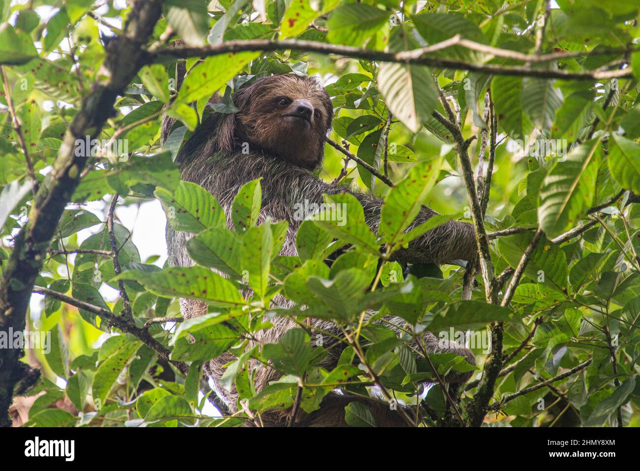Brown three-toed sloth (Bradypus variegatus), Monteverde Cloud Forest
