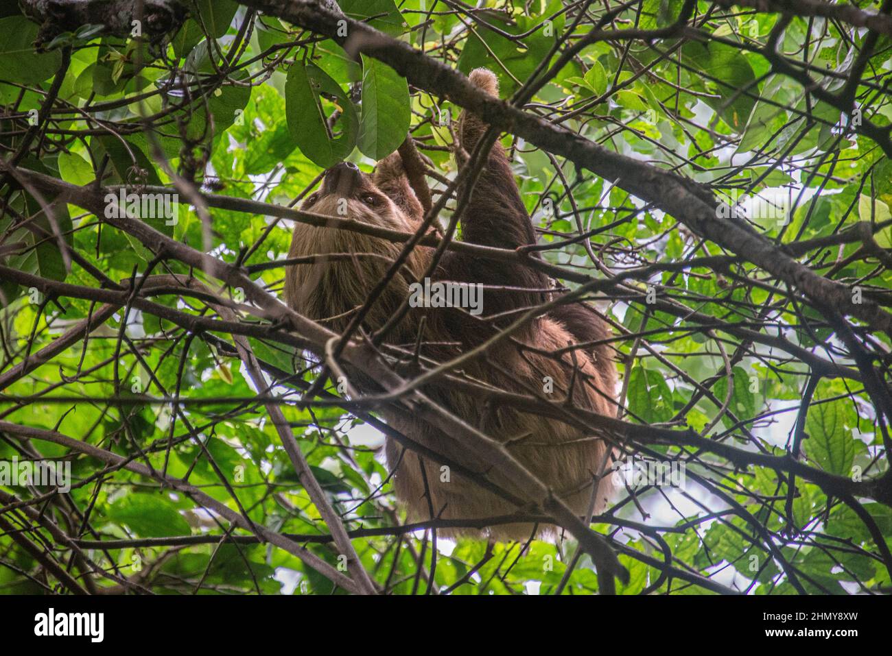Hoffman’s two-toed sloth (Choloepus Hoffman), Monteverde Cloud Forest