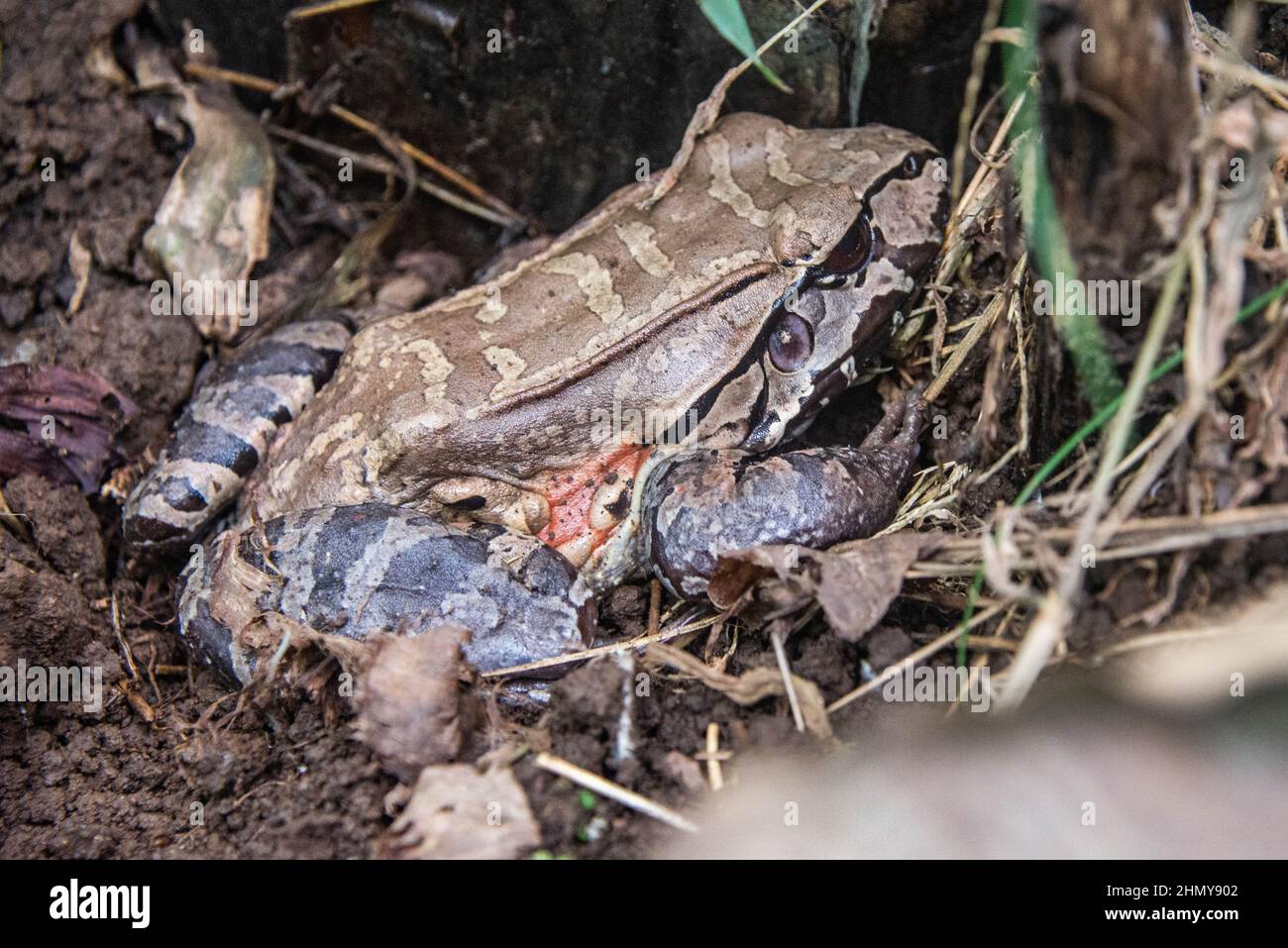 Smoky jungle frog (Leptodactylus pentadactylus), Monteverde Cloud Forest Reserve, Costa Rica Stock Photo