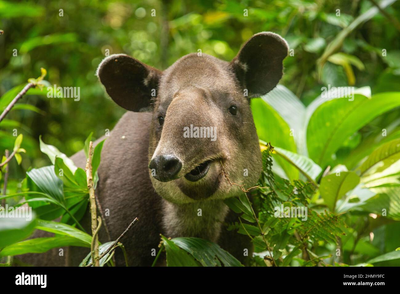 Baird's tapir (Tapirus bairdii), Tenorio Volcano National Park, Guanacaste, Costa Rica Stock Photo