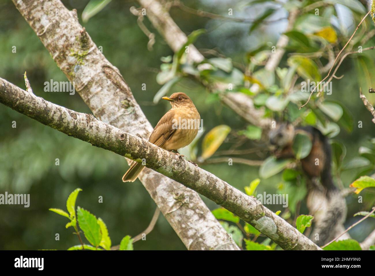 Brown Jay Psilorhinus morio Cartago Province, Costa Rica Stock Photo