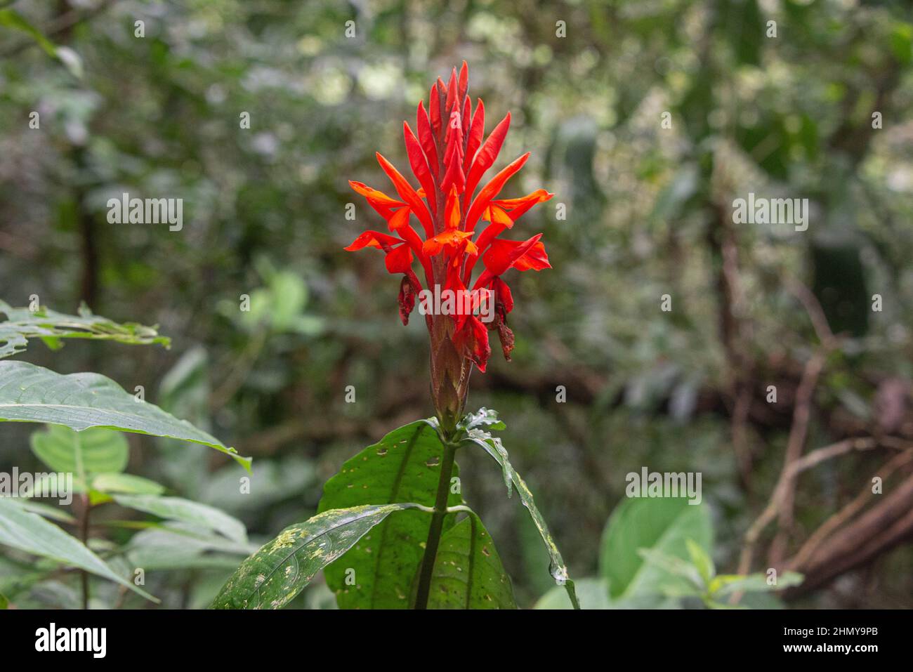 Red ginger tropical flower, Costa Rica Stock Photo