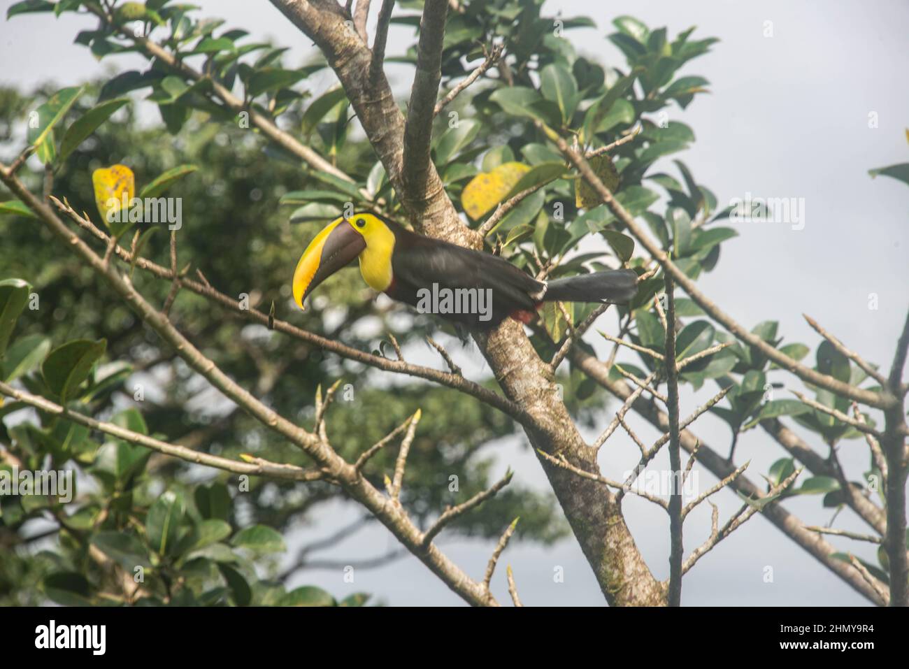 Yellow-throated toucan (Ramphastos swainsonii), Volcan Tenorio National Park, Bijagua, Costa Rica Stock Photo