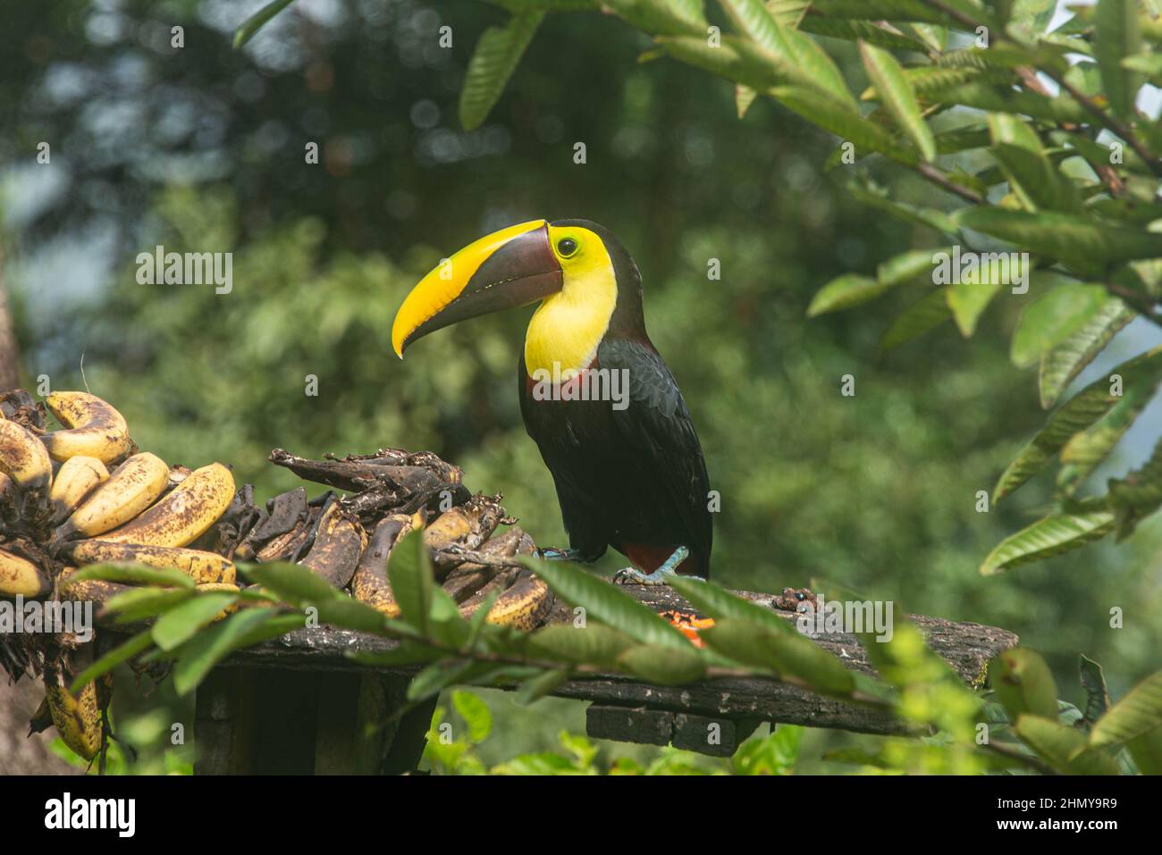 Yellow-throated toucan (Ramphastos swainsonii), Volcan Tenorio National Park, Bijagua, Costa Rica Stock Photo