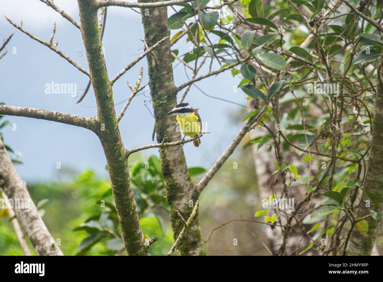 Yellow-throated euphonia (Euphonia hirundinacea), Heliconias Hanging Bridges, Bijagua, Costa Rica Stock Photo
