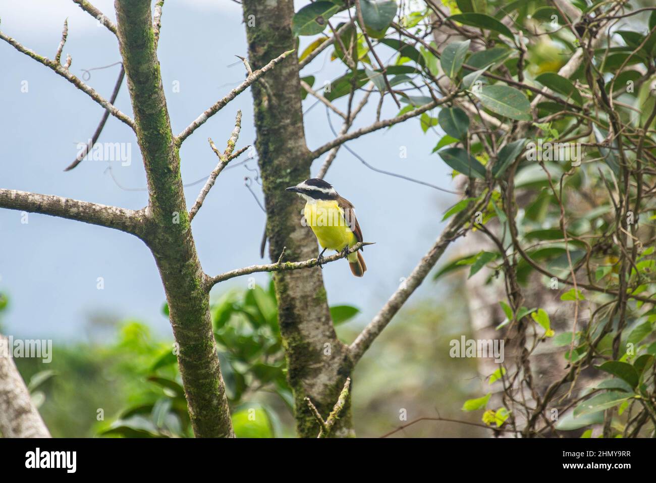 Yellow-throated euphonia (Euphonia hirundinacea), Heliconias Hanging Bridges, Bijagua, Costa Rica Stock Photo