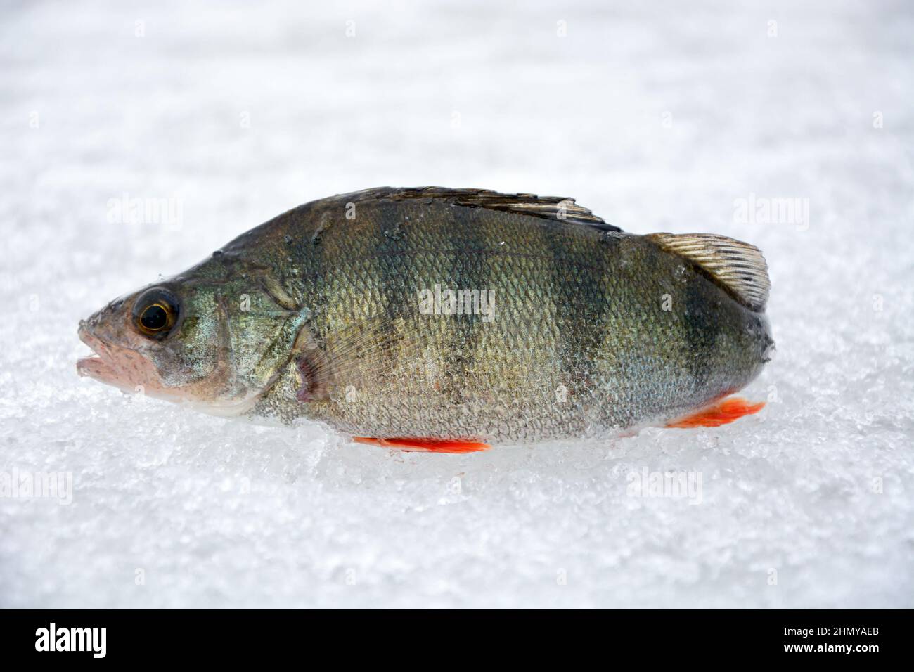 Fishing trophy in winter fishing - freshly caught perches on ice. Russian perch, winter fishing, freshly caught fish Stock Photo