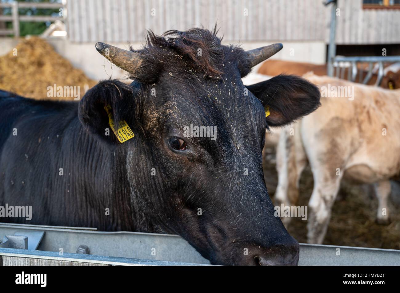 Beautiful shot of a cow in a farm during the day Stock Photo - Alamy