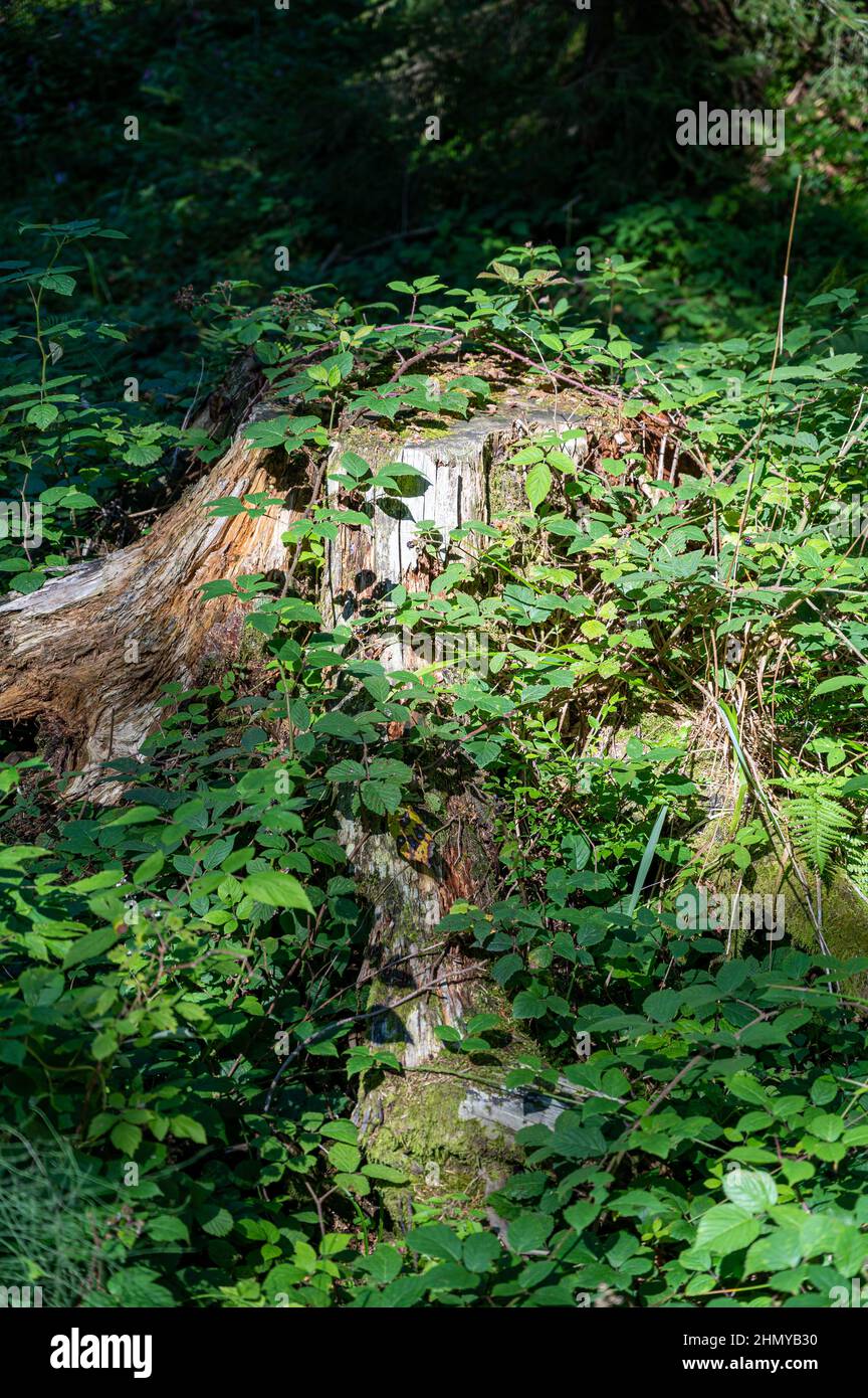 Beautiful shot of a forest during the day Stock Photo - Alamy