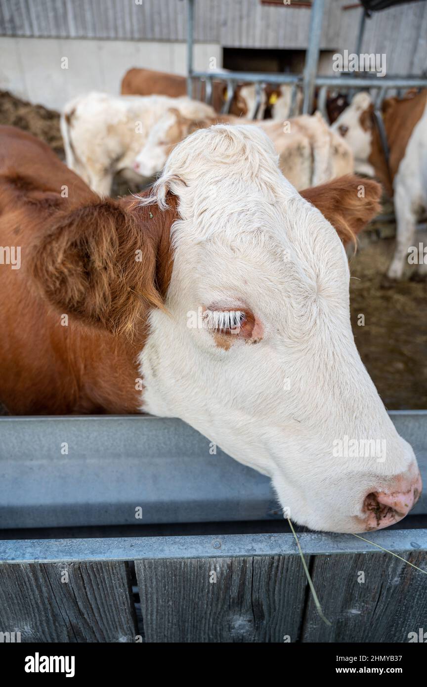 Vertical shot of a cow in a farm during the day Stock Photo - Alamy