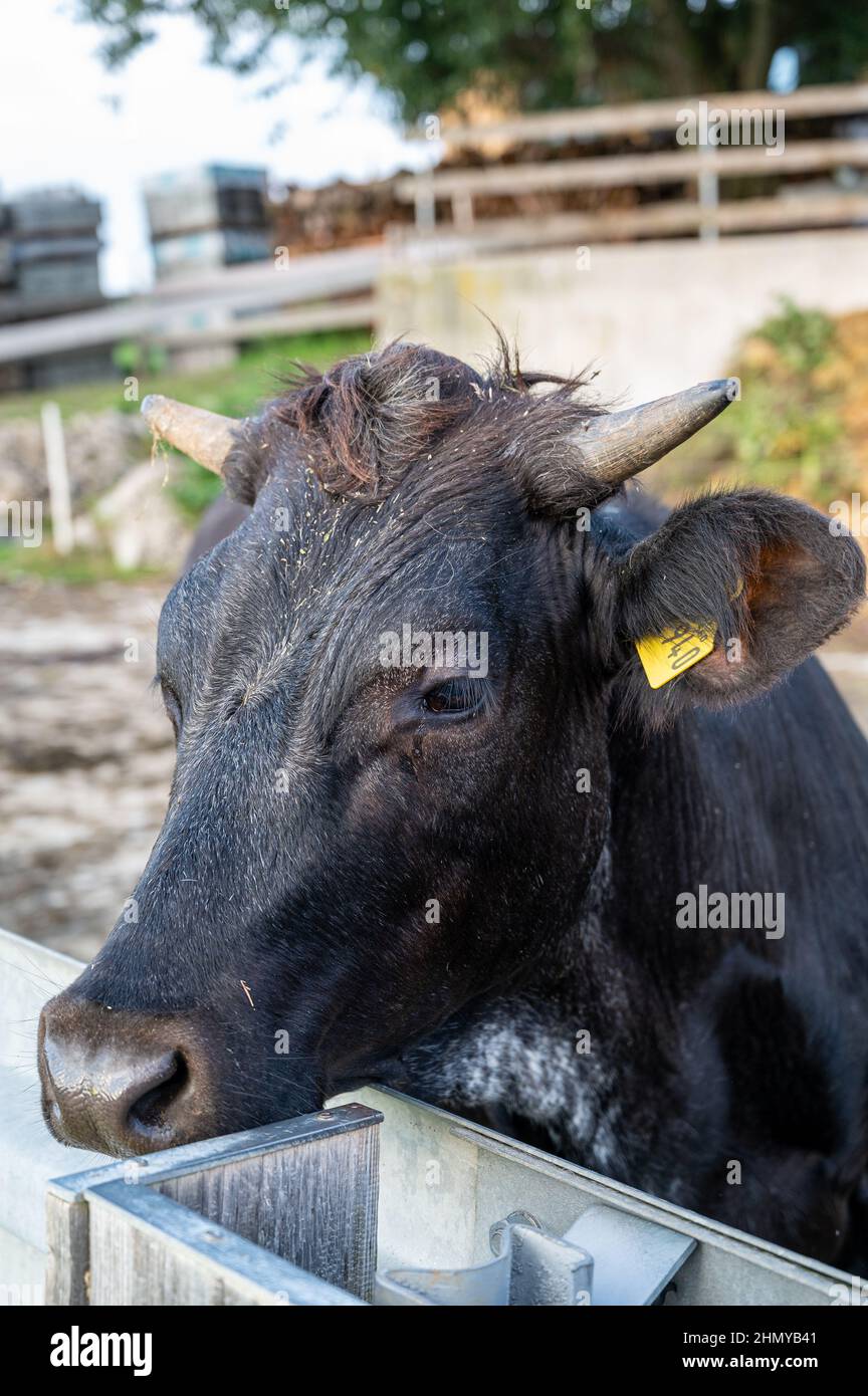 Vertical shot of a cow in a farm during the day Stock Photo - Alamy