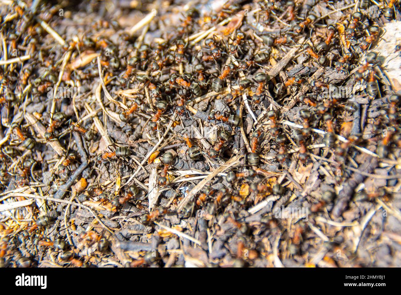 a nest of wood ants on the surface of which worker ants run in large numbers, selective focus Stock Photo