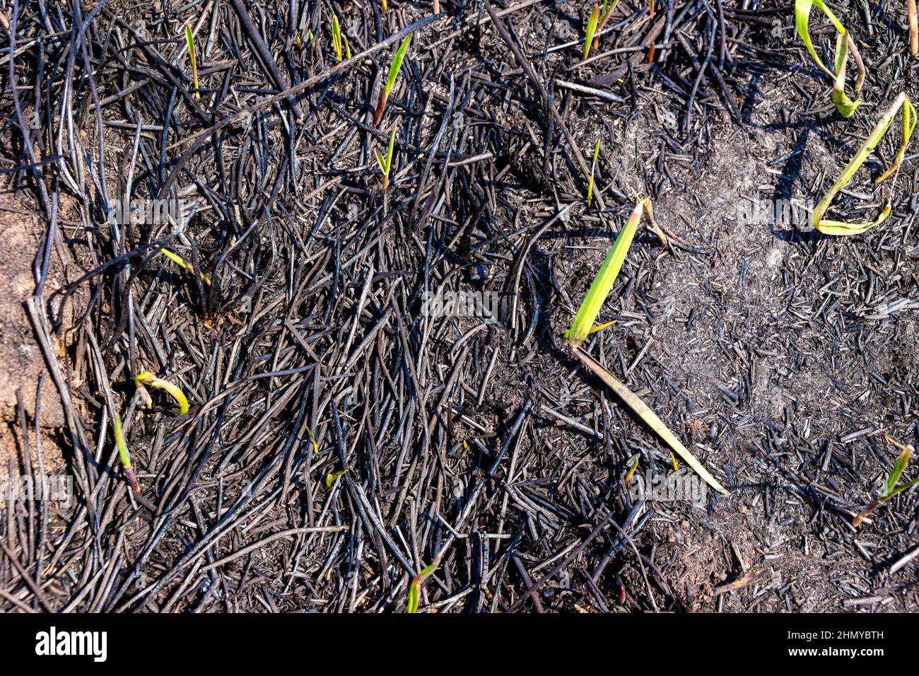 Burning bird nests hires stock photography and images Alamy