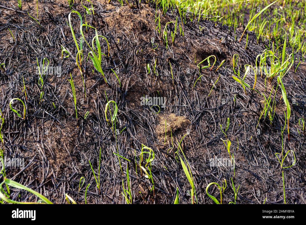 mink of a rodent that died in a field fire, scorched earth and scorched plant seeds around a hole in the ground, selective focus Stock Photo
