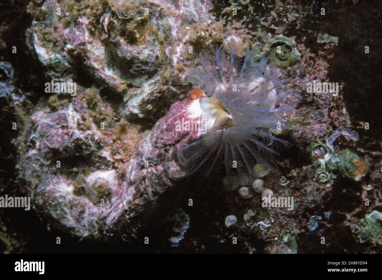 A keel worm (Pomatoceros triqueter) filter feeding tentacles out, UK Stock  Photo - Alamy