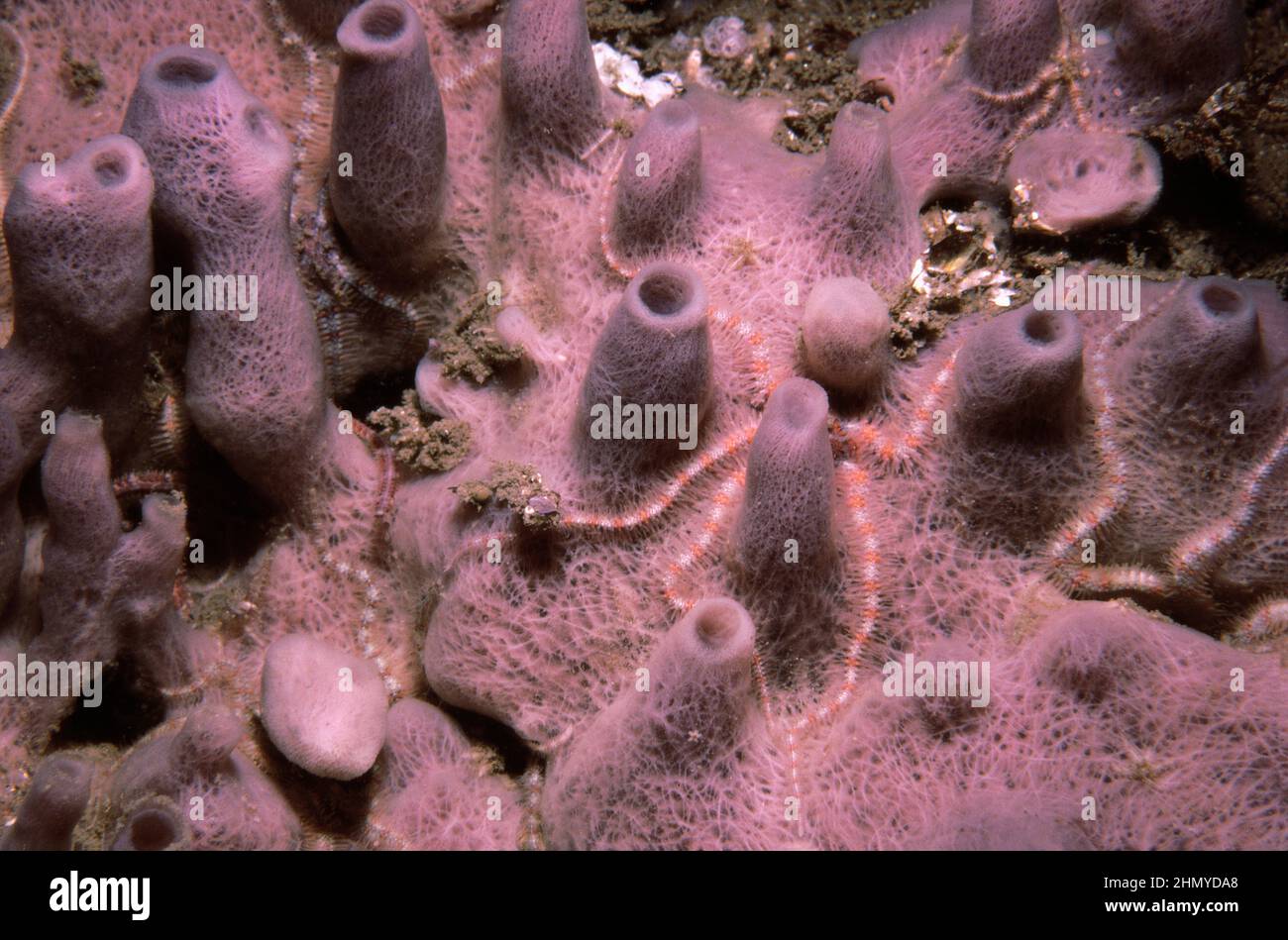 A marine sponge (Haliclona viscosa) on a hard substrate underwater, UK. Stock Photo