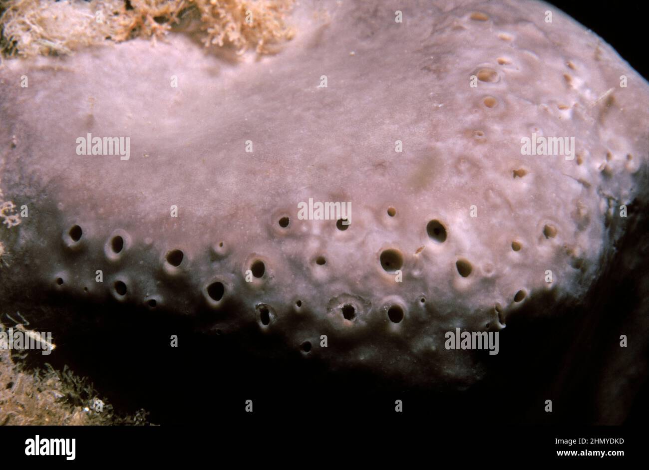 Elephant hide sponge (Pachymatisma johnstonia) on a rock substrate, British Isles. Stock Photo