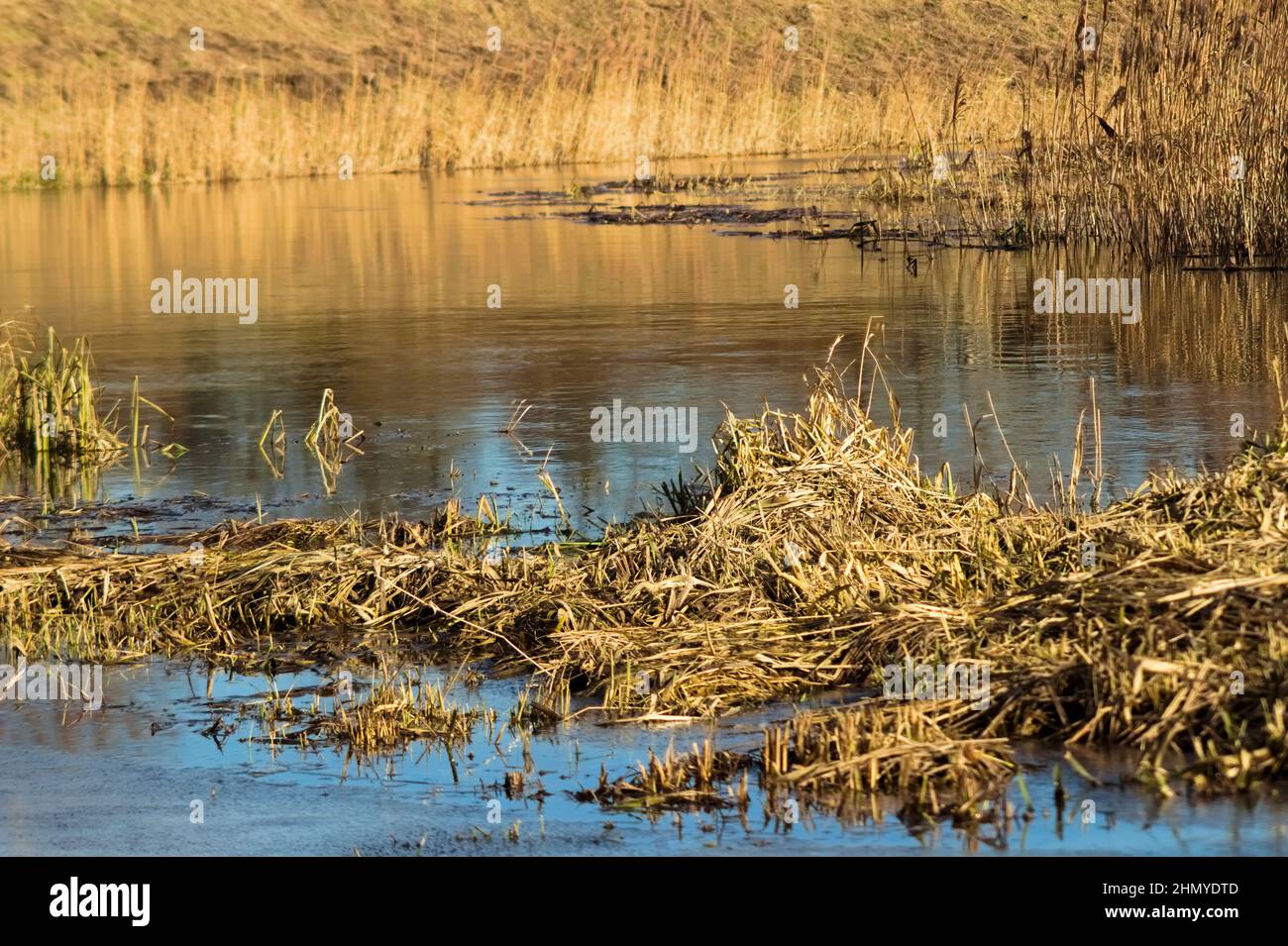 Closeup of reed and grass growing around a river under the sunlight in ...