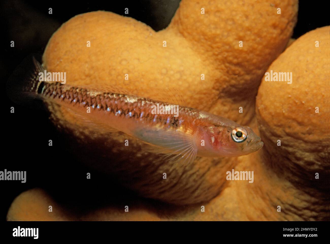 Two-spotted goby (Gobiusculus flavescens) swimming in front of dead man's fingers, UK. Stock Photo